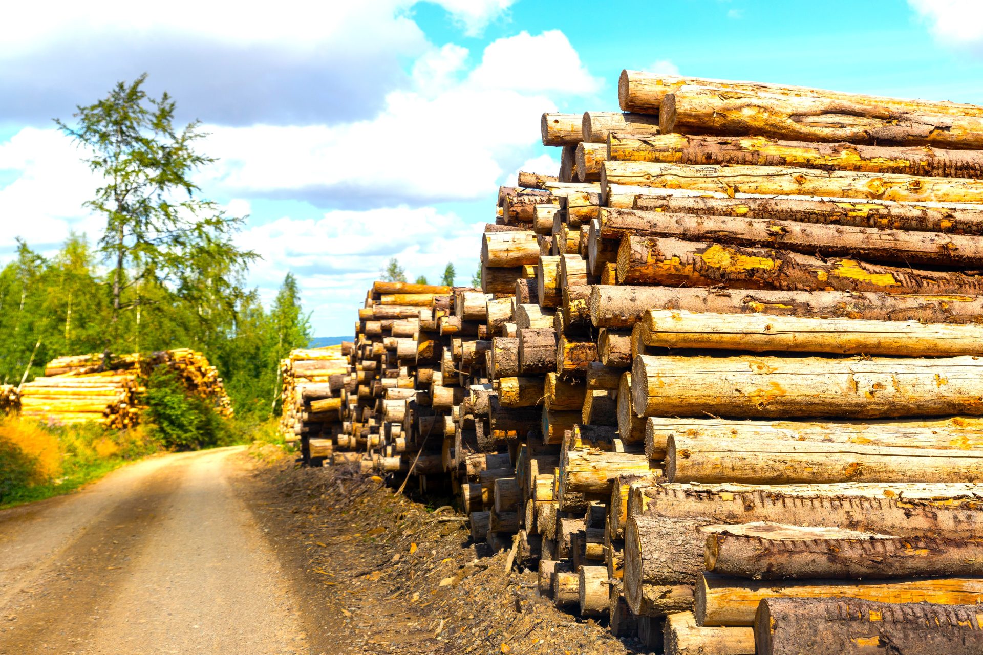 Bogota y Cundinamarca consumen el 40  de la madera del pais gran parte de origen ilegal
